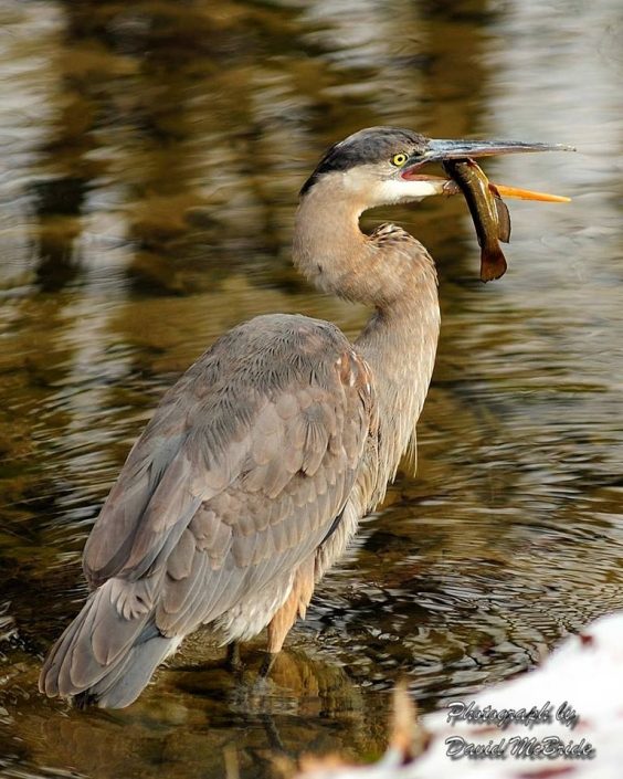 Heron Eating A Fish In The Great Smoky Mountains Heron Eating A Fish In The Great Smoky Mountains