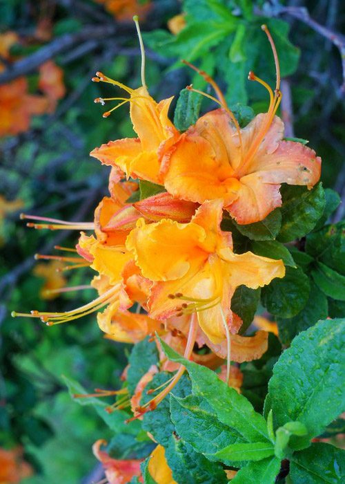 Flame Azalea In Great Smoky Mountains Flame Azalea In Great Smoky Mountains