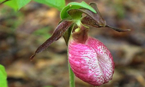 Pink Lady Slipper Flower Pink Lady Slipper Flower