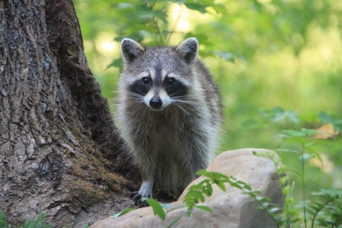raccoon raccoon