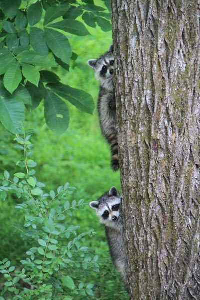 raccoons-on-a-tree raccoons-on-a-tree
