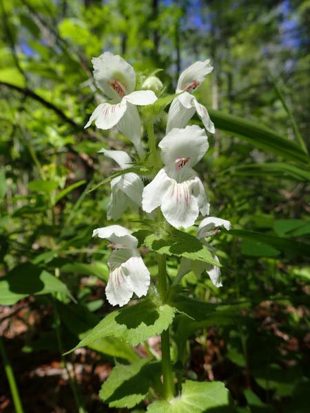 White Close Up View of Flowers Over Green Foliage White Close Up View of Flowers Over Green Foliage