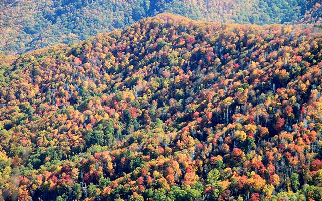 Fall Leaves In the Great Smoky Mountains Fall Leaves In the Great Smoky Mountains