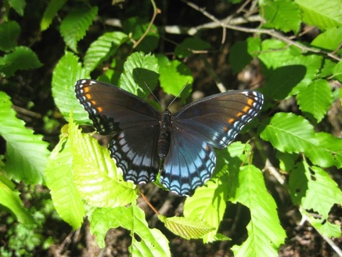 Butterfly On A Leaf Butterfly On A Leaf