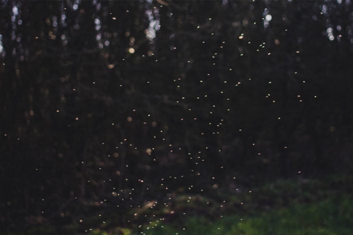 Fireflies Near Gatlinburg TN Fireflies Near Gatlinburg TN