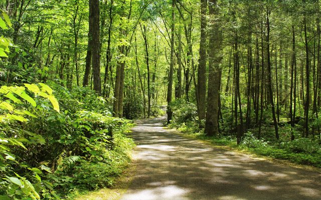 Paved Path Through Woods Paved Path Through Woods